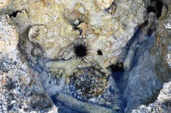 Echinometra lucunter