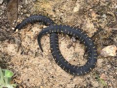 Atractus crassicaudatus