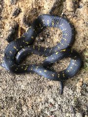 Atractus crassicaudatus