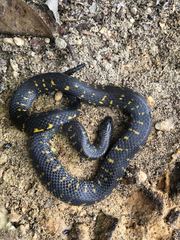 Atractus crassicaudatus