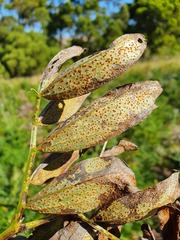 Uromyces viciae-fabae