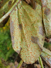 Uromyces viciae-fabae