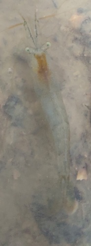 Atyaephyra orientalis