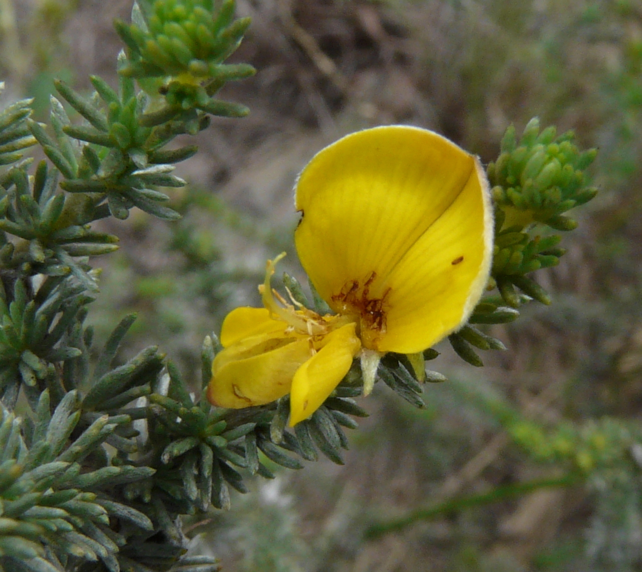Monk Capegorse (Aspalathus abbottii)