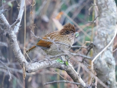 Grammatoptila striata