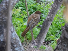 Grammatoptila striata