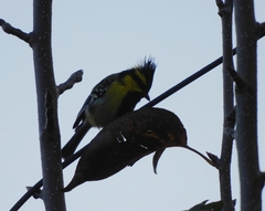 Machlolophus xanthogenys