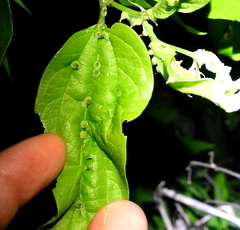 Celticecis celtiphyllia