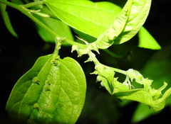 Celticecis celtiphyllia