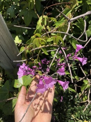 Fridericia chica