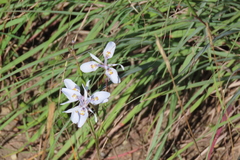 Moraea thomsonii