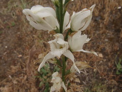 Chloraea crispa