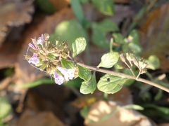 Clinopodium nepeta