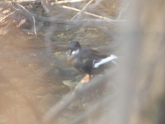 Anas platyrhynchos domesticus