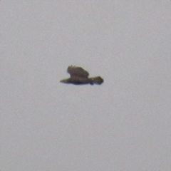 Cathartes aura septentrionalis
