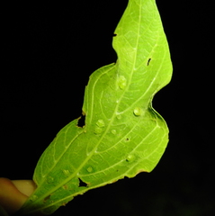Pachypsylla celtidisasterisca