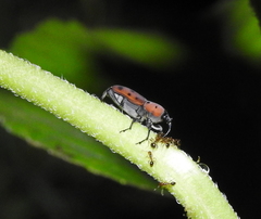 Rhodobaenus tredecimpunctatus