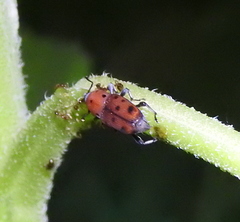 Rhodobaenus tredecimpunctatus