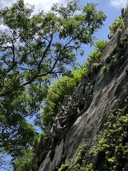 Coleocephalocereus fluminensis
