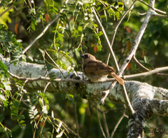 Agelaioides fringillarius