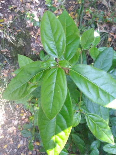 Mandevilla pubescens