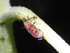 Rhodobaenus tredecimpunctatus