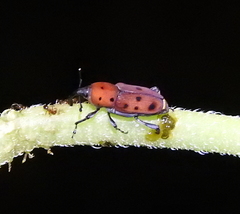 Rhodobaenus tredecimpunctatus