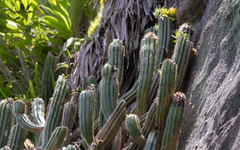 Coleocephalocereus fluminensis