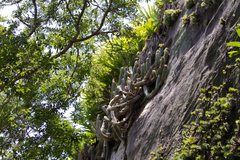 Coleocephalocereus fluminensis