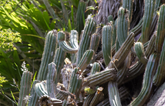 Coleocephalocereus fluminensis