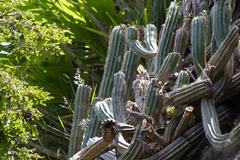 Coleocephalocereus fluminensis