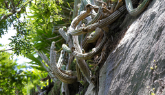 Coleocephalocereus fluminensis