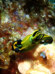 Tambja olivaria