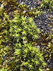 Tortella humilis