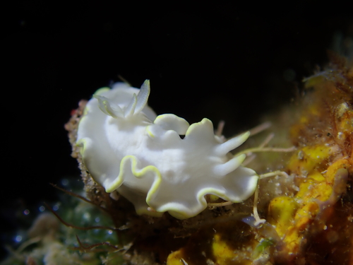Glossodoris buko S.B.Matsuda & Gosliner, 2018