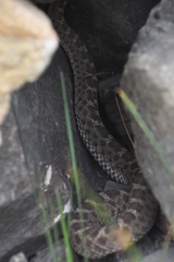 Bothrops ammodytoides