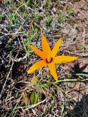 Pauridia canaliculata
