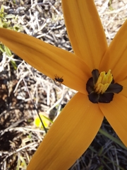 Pauridia canaliculata