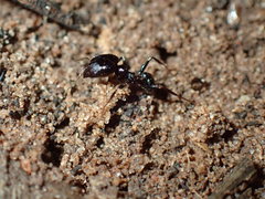Pheidole liengmei