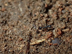 Pheidole liengmei