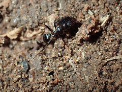 Pheidole liengmei