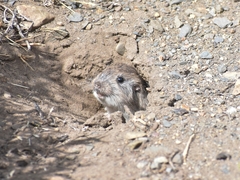 Ctenomys