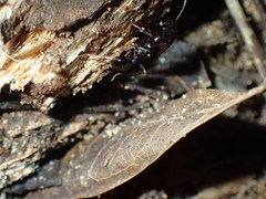 Pheidole liengmei