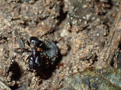 Pheidole liengmei
