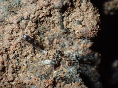 Pheidole liengmei