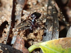 Pheidole liengmei