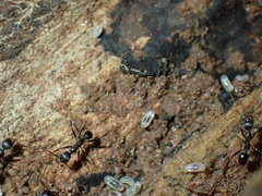 Pheidole liengmei