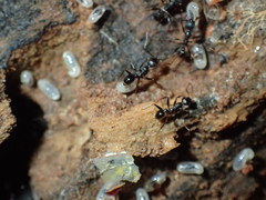 Pheidole liengmei