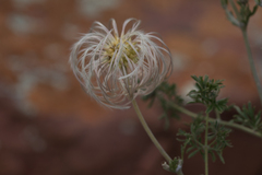 Clematis villosa stanleyi