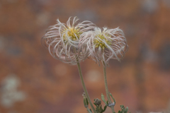 Clematis villosa stanleyi